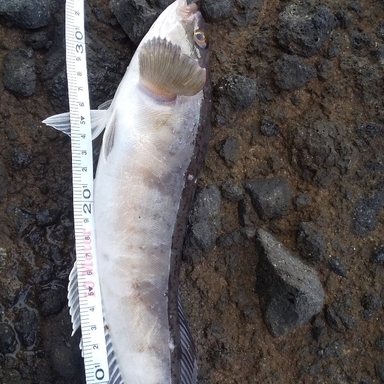 野人倶楽部 さんの釣り人プロフィール アングラーズ 釣果300万件の魚釣り情報サイト