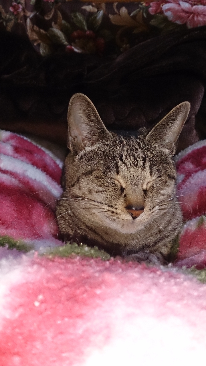 のぶーん さんの 年06月16日のアイナメの釣り 釣果情報 岩手県 唐丹湾 アングラーズ 釣果190万件の魚釣り情報サイト