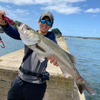 O S P ドライブシャッド 6インチ ソフトシェルスモーク アングラーズ 釣果300万件の魚釣り情報サイト