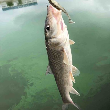 Shimano Scorpion 39 19 2651r 2 アングラーズ 釣果190万件の魚釣り情報サイト