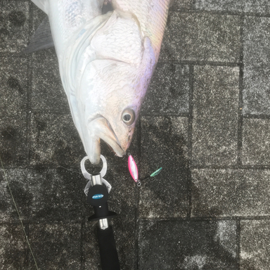 Mrifmtk さんの 21年01月04日のオオニベの釣り 釣果情報 宮崎県 宮崎港 アングラーズ 釣果0万件の魚釣り情報サイト