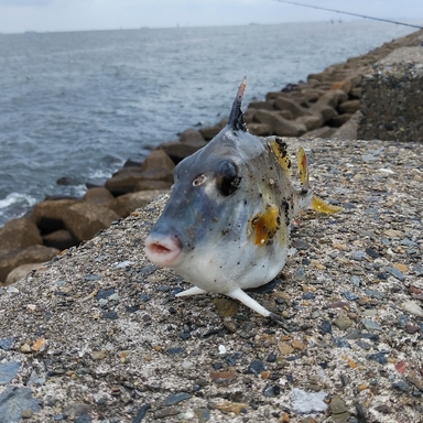 波紋土ポックリ さんの釣り人プロフィール アングラーズ 釣果360万件の魚釣り情報サイト