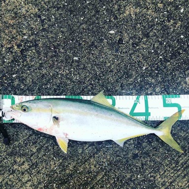 Abugarcia Salty Stage Kr X Ajing Custom Sxas 6102lss Kr アングラーズ 釣果0万件の魚釣り情報サイト