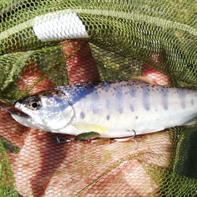 夏は川冬は海アングラー さんの釣り人プロフィール アングラーズ 釣果250万件の魚釣り情報サイト