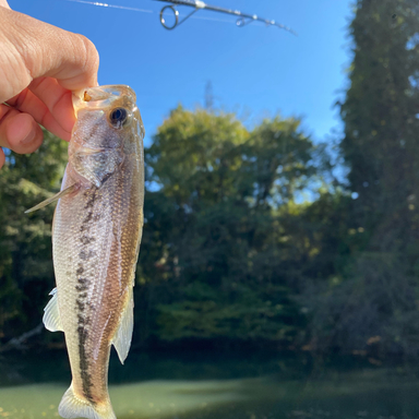 M Tkm さんの 22年05月01日のチヌの釣り 釣果情報 静岡県 表浜名湖 アングラーズ 釣果300万件の魚釣り情報サイト