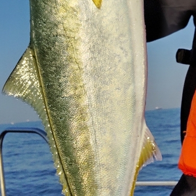 ランサー D わらさんぐ さんの釣り人プロフィール アングラーズ 釣果360万件の魚釣り情報サイト