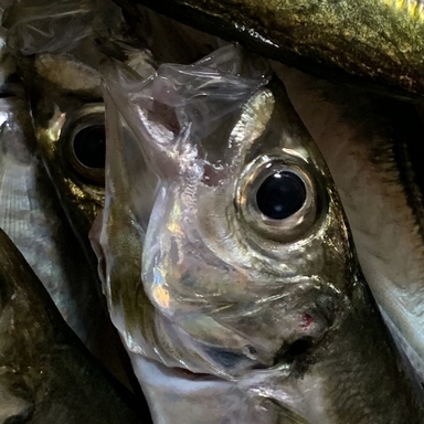 草一朗 さんの 21年01月19日のアジの釣り 釣果情報 三重県 的矢湾 アングラーズ 釣果190万件の魚釣り情報サイト