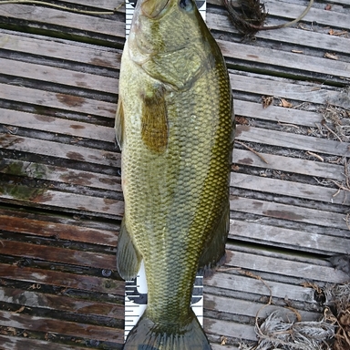 入鹿池の釣果 釣り場情報 22年最新 アングラーズ 釣果300万件の魚釣り情報サイト