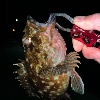 箱崎埠頭の釣果 釣り場情報 22年最新 アングラーズ 釣果300万件の魚釣り情報サイト