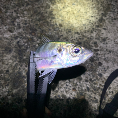 Shimano Encounter S96m アングラーズ 釣果190万件の魚釣り情報サイト