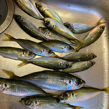 勝浦湾の釣果 釣り場情報 21年最新 アングラーズ 釣果250万件の魚釣り情報サイト