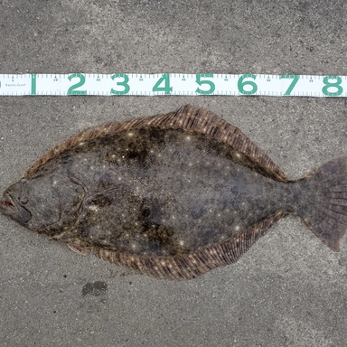 ヒラメの釣果 釣り情報まとめ 22年最新 アングラーズ 釣果360万件の魚釣り情報サイト