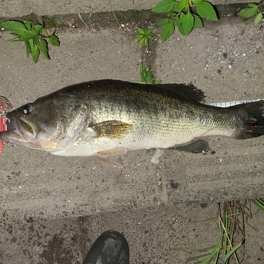 入鹿池の釣果 釣り場情報 22年最新 アングラーズ 釣果300万件の魚釣り情報サイト