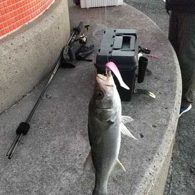 Daiwa Lateo 96ml Q アングラーズ 釣果190万件の魚釣り情報サイト Daiwa Lateo 96ml Q アングラーズ 釣果190万件の魚釣り情報サイト