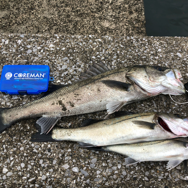 磯根崎の釣果 釣り場情報 2021年最新 アングラーズ 釣果250万件の魚釣り情報サイト