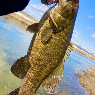 猪苗代湖の釣果 釣り場情報 22年最新 アングラーズ 釣果360万件の魚釣り情報サイト