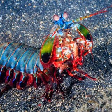 シャコの釣り情報まとめ アングラーズ 釣果0万件の魚釣り情報サイト