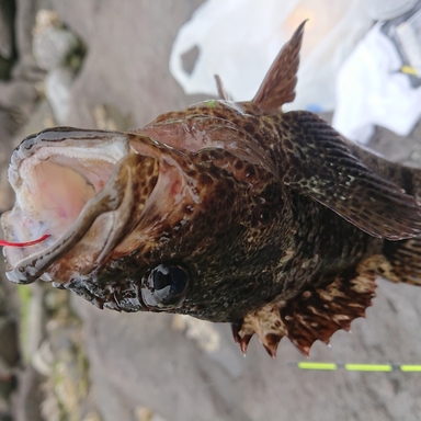 Shimano Sedona 4000hg アングラーズ 釣果0万件の魚釣り情報サイト