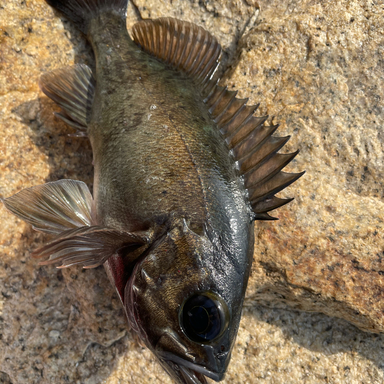 あじめば さんの釣り人プロフィール アングラーズ 釣果250万件の魚釣り情報サイト