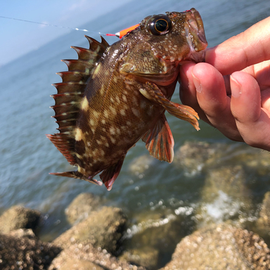 加福フィッシュランドの釣果 釣り場情報 21年最新 アングラーズ 釣果250万件の魚釣り情報サイト 加福フィッシュランドの釣果 釣り場情報 21年最新 アングラーズ 釣果250万件の魚釣り情報サイト