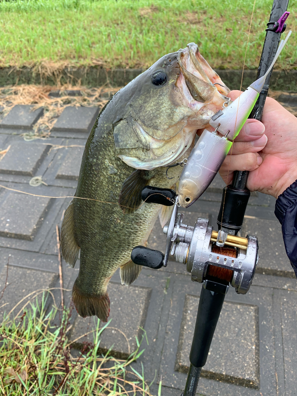 ダイワ スティーズ 6011L/MLXS スカイフラッシュ パワーチューン ダイワ(Daiwa) STEEZ(スティーズ) 6011L/MLXS スカイフラッシュ