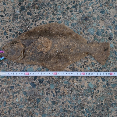 大岳海岸の釣果 釣り場情報 2021年最新 アングラーズ 釣果250万件の魚釣り情報サイト