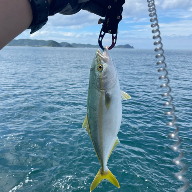鰤の子 さんの釣り人プロフィール アングラーズ 釣果250万件の魚釣り情報サイト