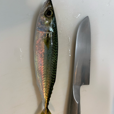 ヒスタミン中毒 さんの 22年04月06日のコイの釣り 釣果情報 東京都 旧江戸川 アングラーズ 釣果360万件の魚釣り情報サイト
