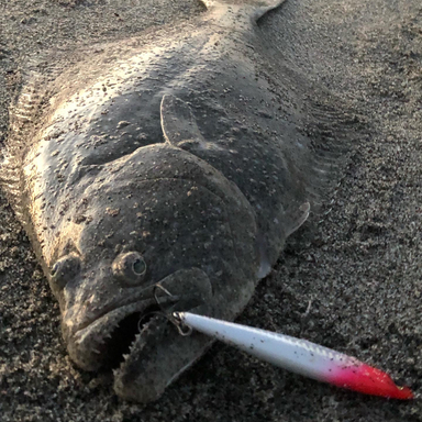 Ss Angler さんの釣り人プロフィール アングラーズ 釣果360万件の魚釣り情報サイト