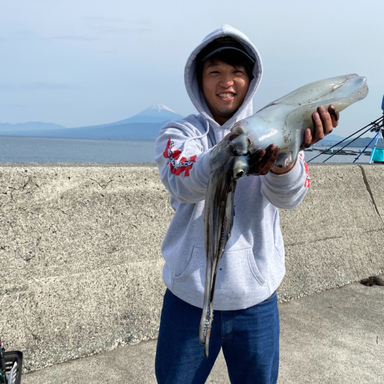 勝浦港の釣果 釣り場情報 22年最新 アングラーズ 釣果300万件の魚釣り情報サイト