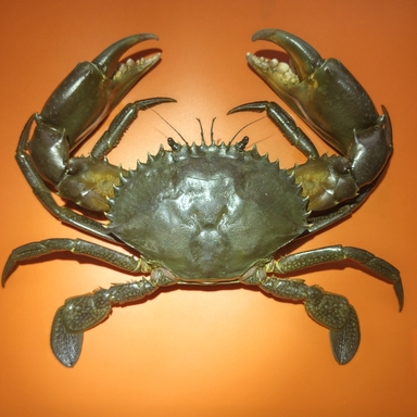 ノコギリガザミの釣果 釣り情報まとめ 22年最新 アングラーズ 釣果300万件の魚釣り情報サイト