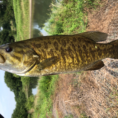 越辺川の釣果 釣り場情報 22年最新 アングラーズ 釣果300万件の魚釣り情報サイト