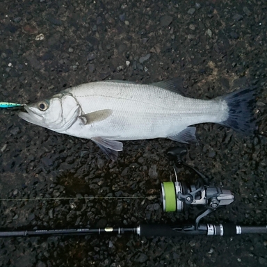 Shimano Salty Advance Shore Jigging S1000m アングラーズ 釣果360万件の魚釣り情報サイト