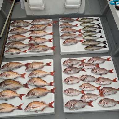 ハマチの釣果 釣り情報まとめ 22年最新 アングラーズ 釣果360万件の魚釣り情報サイト ハマチの釣果 釣り情報まとめ 22年最新 アングラーズ 釣果360万件の魚釣り情報サイト