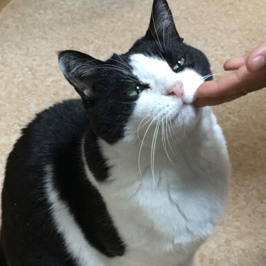 猫のさっちゃん 石狩周辺で活動中 さんの釣り人プロフィール アングラーズ 釣果300万件の魚釣り情報サイト