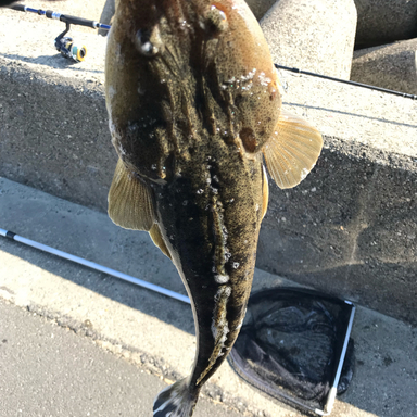 雲出川古川河口の釣果 釣り場情報 22年最新 アングラーズ 釣果360万件の魚釣り情報サイト
