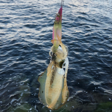 Shimano Salty Advance Shore Jigging S1000m アングラーズ 釣果360万件の魚釣り情報サイト