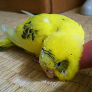 Thumb photo