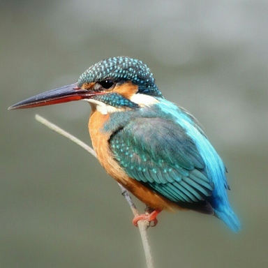Thumb aviary image 1511870674928