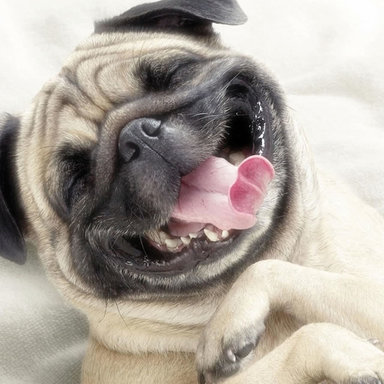 Thumb pug personality 1