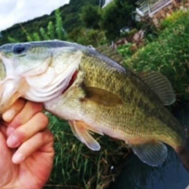 Thumb puffer 6