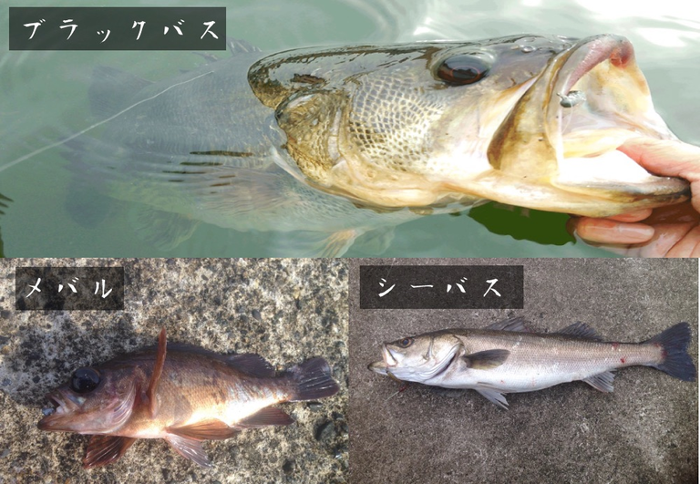 4月ブラックバス大会