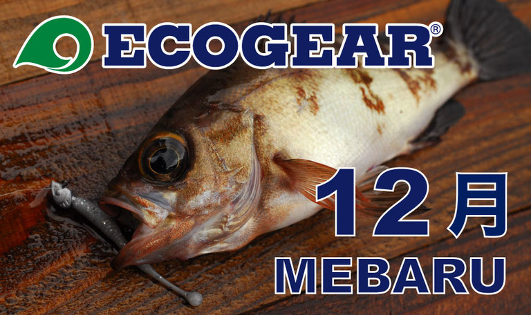 【ECOGEAR】メバルオープン 2018-2019 12月