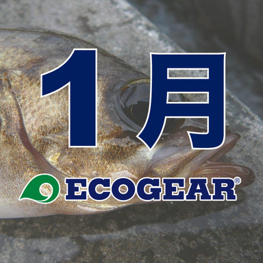 【ECOGEAR】メバルオープン 2018-2019 1月
