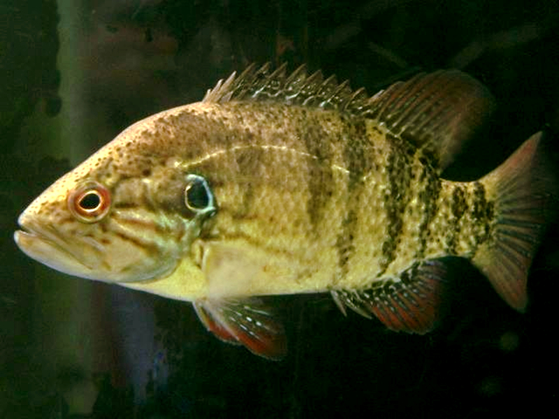 熊本県で釣れたオヤニラミの釣り 釣果情報 アングラーズ 釣果250万件の魚釣り情報サイト