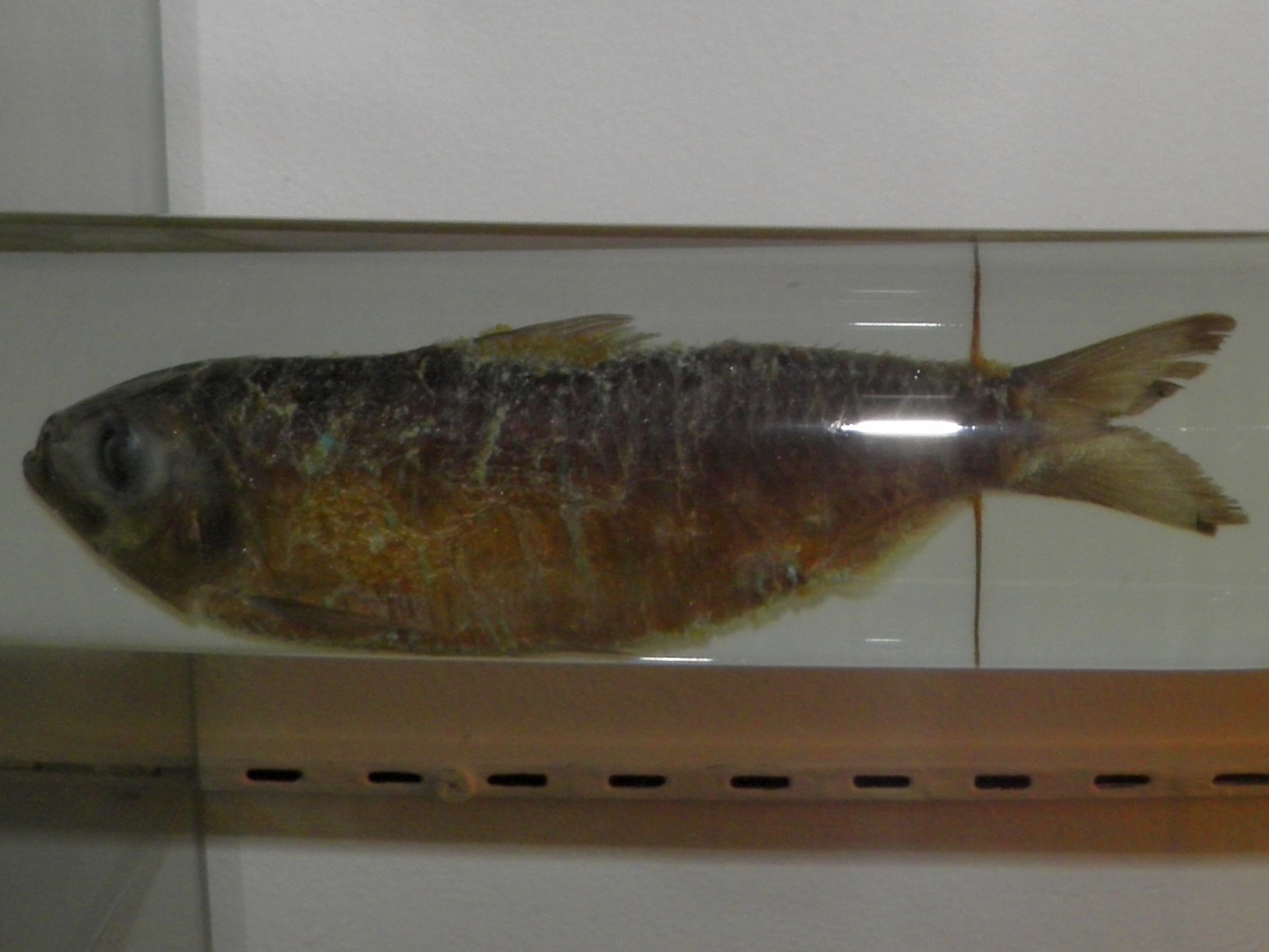 熊本県で釣れたママカリの釣り 釣果情報 アングラーズ 釣果190万件の魚釣り情報サイト