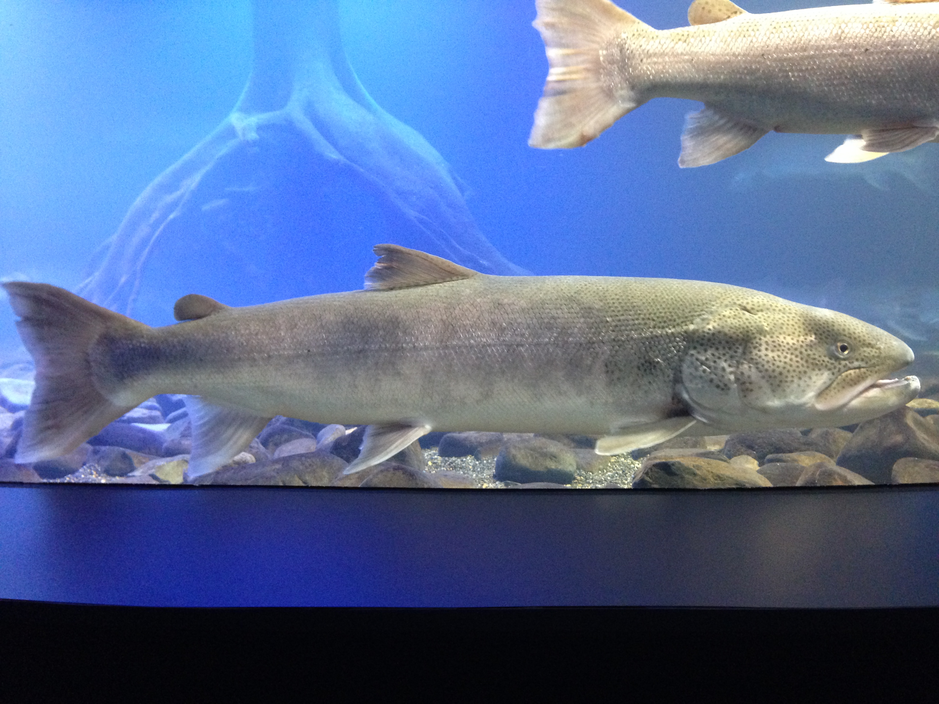 北海道で釣れたイトウの釣り 釣果情報 アングラーズ 釣果250万件の魚釣り情報サイト