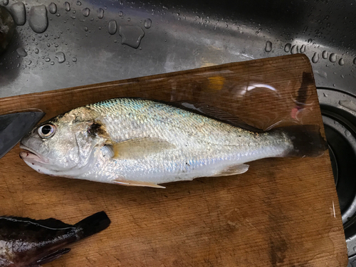 宮城県で釣れたシログチの釣り 釣果情報 アングラーズ 釣果250万件の魚釣り情報サイト 宮城県で釣れたシログチの釣り 釣果情報 アングラーズ 釣果250万件の魚釣り情報サイト