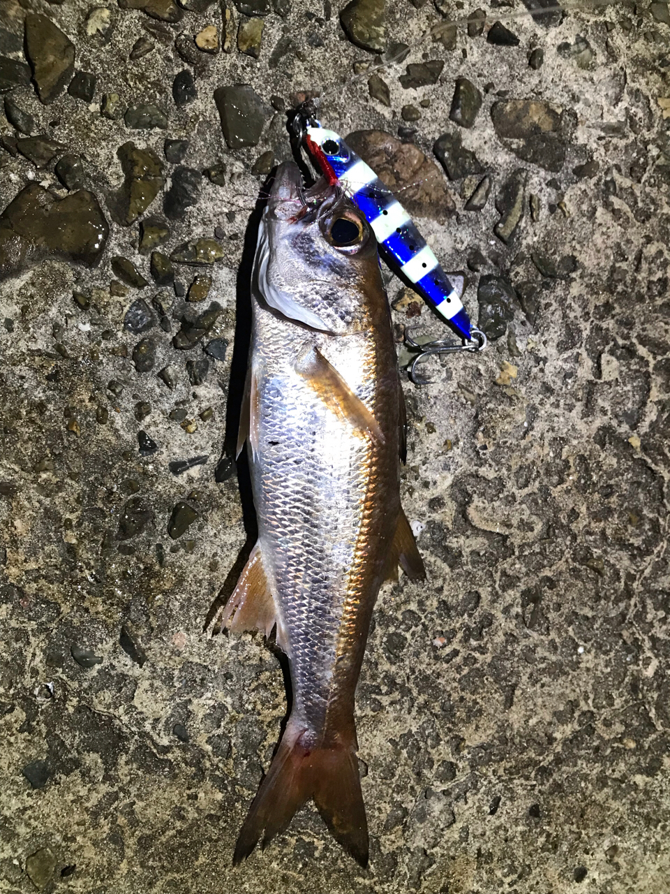 千葉県で釣れたムツの釣り 釣果情報 アングラーズ 釣果0万件の魚釣り情報サイト