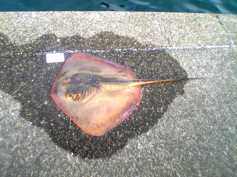 九十九里浜で釣れたアカエイの釣り 釣果情報 アングラーズ 釣果250万件の魚釣り情報サイト